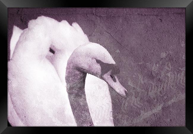 Purple Swan Framed Print by Maria Tzamtzi Photography