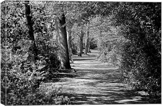 And the path runs through it Canvas Print by Anthony Hedger