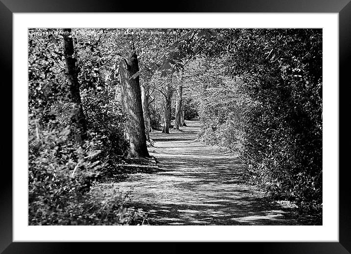 And the path runs through it Framed Mounted Print by Anthony Hedger