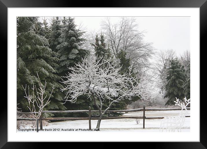 Winter Ice Storm Framed Mounted Print by Elaine Darin