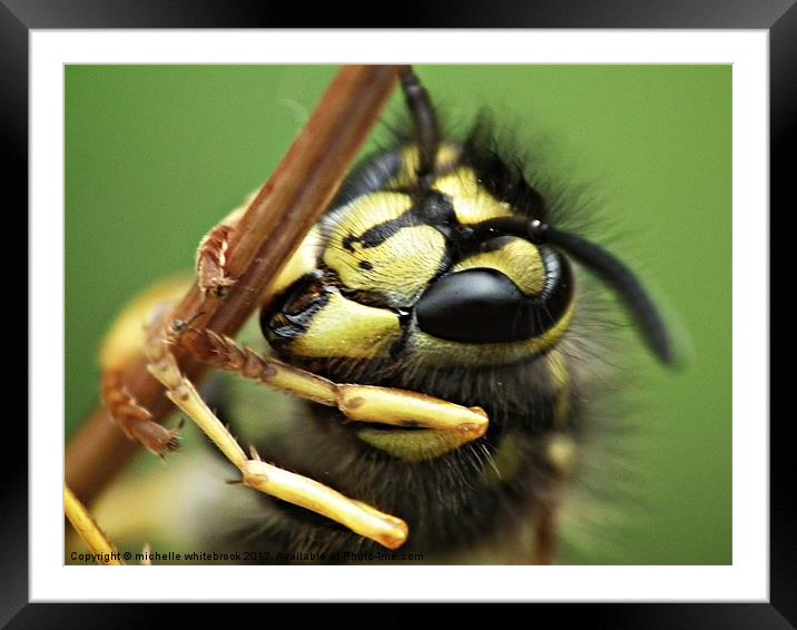 Mr Wasp Framed Mounted Print by michelle whitebrook