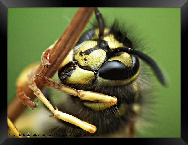 Mr Wasp Framed Print by michelle whitebrook