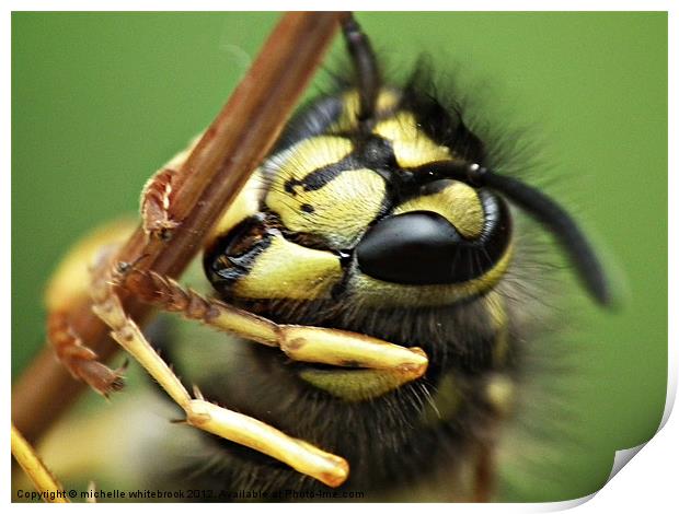 Mr Wasp Print by michelle whitebrook