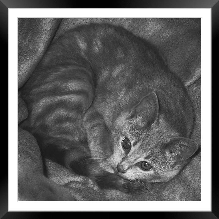 Little Cat Framed Mounted Print by Jacqi Elmslie