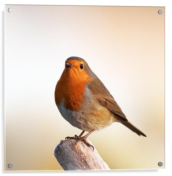 Robin redbreast Acrylic by Grant Glendinning