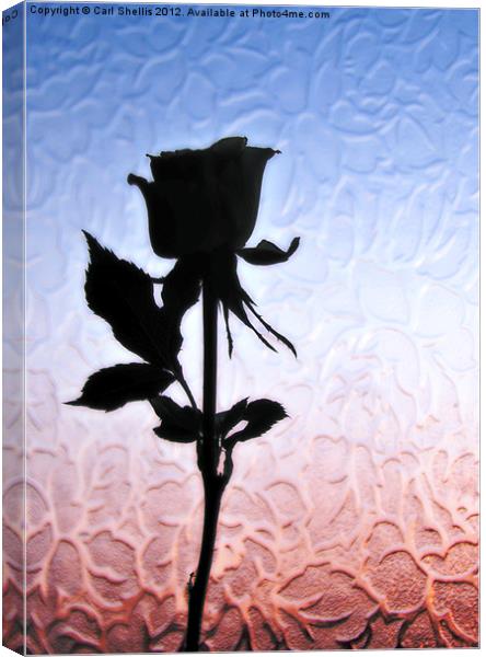 Rose Canvas Print by Carl Shellis