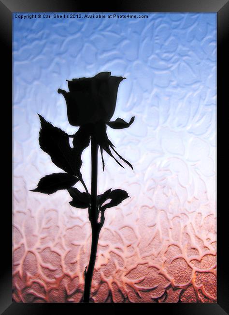 Rose Framed Print by Carl Shellis