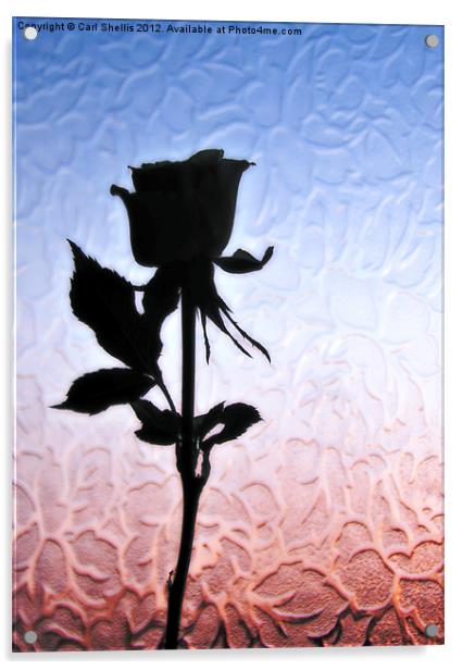 Rose Acrylic by Carl Shellis