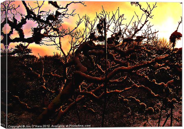 SPARKLE WEB OF TREE Canvas Print by Jon O'Hara