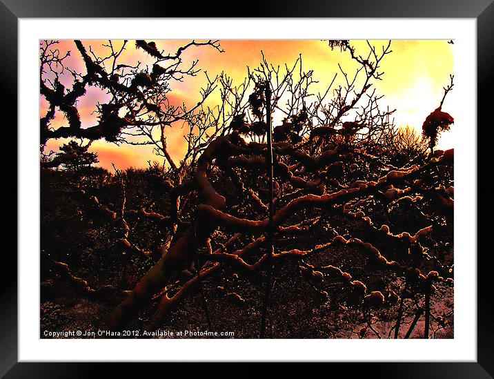 SPARKLE WEB OF TREE Framed Mounted Print by Jon O'Hara