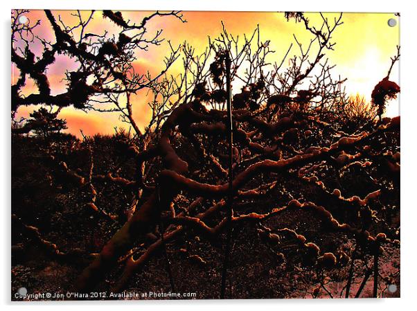 SPARKLE WEB OF TREE Acrylic by Jon O'Hara