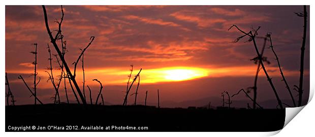 HOGWEED SUNSET COMET Print by Jon O'Hara