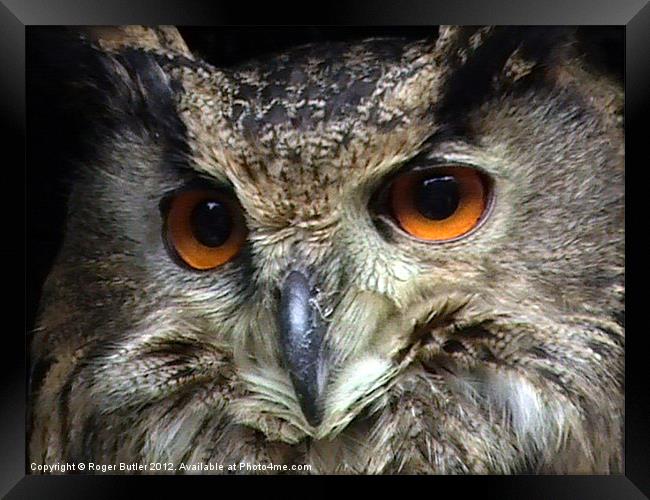 Look Into My Eyes Framed Print by Roger Butler