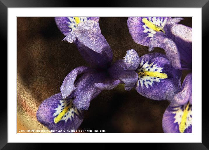Mini Iris Framed Mounted Print by Elizabeth Wilson-Stephen