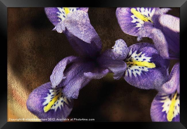 Mini Iris Framed Print by Elizabeth Wilson-Stephen