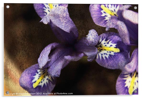 Mini Iris Acrylic by Elizabeth Wilson-Stephen