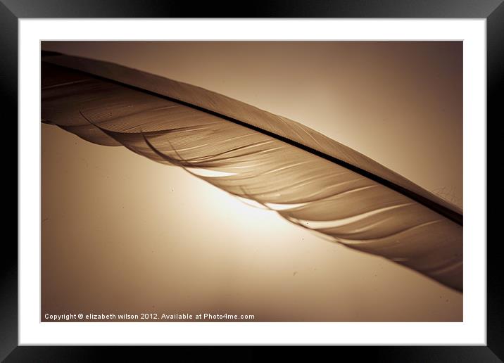 Feather close-up Framed Mounted Print by Elizabeth Wilson-Stephen
