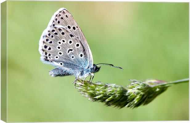 Large Blue butterfly Canvas Print by George Cox