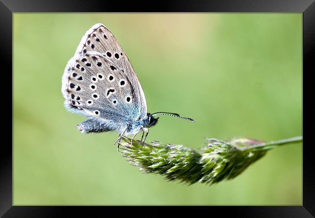 Large Blue butterfly Framed Print by George Cox