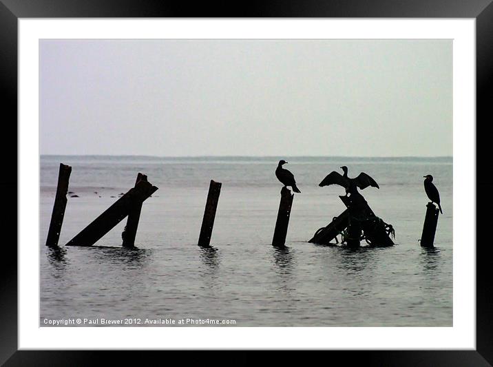 Cormorants taking a break Framed Mounted Print by Paul Brewer