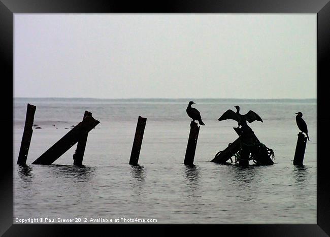 Cormorants taking a break Framed Print by Paul Brewer