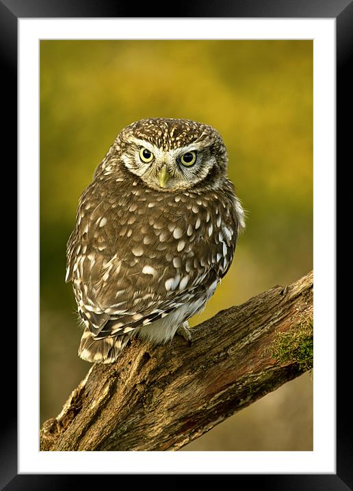 Little owl Framed Mounted Print by Val Saxby LRPS