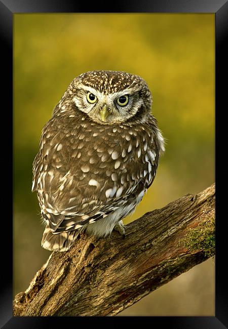 Little owl Framed Print by Val Saxby LRPS