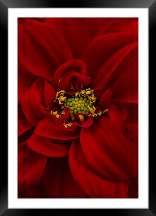 Red Dahlia Framed Mounted Print by Ann Garrett