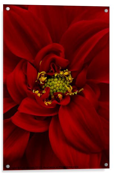 Red Dahlia Acrylic by Ann Garrett