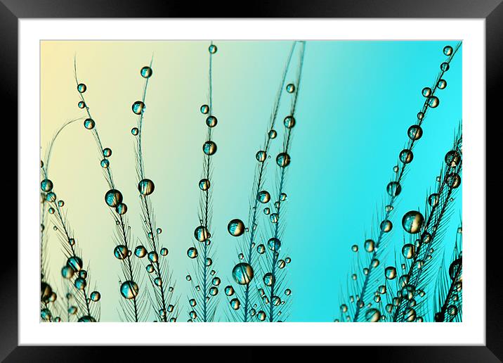 Feather Drops with Blue Framed Mounted Print by Sharon Johnstone