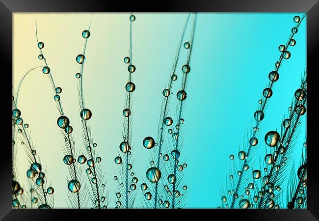 Feather Drops with Blue Framed Print by Sharon Johnstone