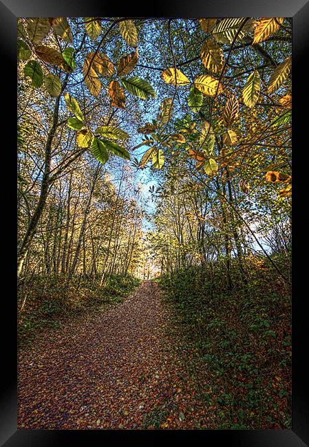 Woodland pathway Framed Print by Tony Bates