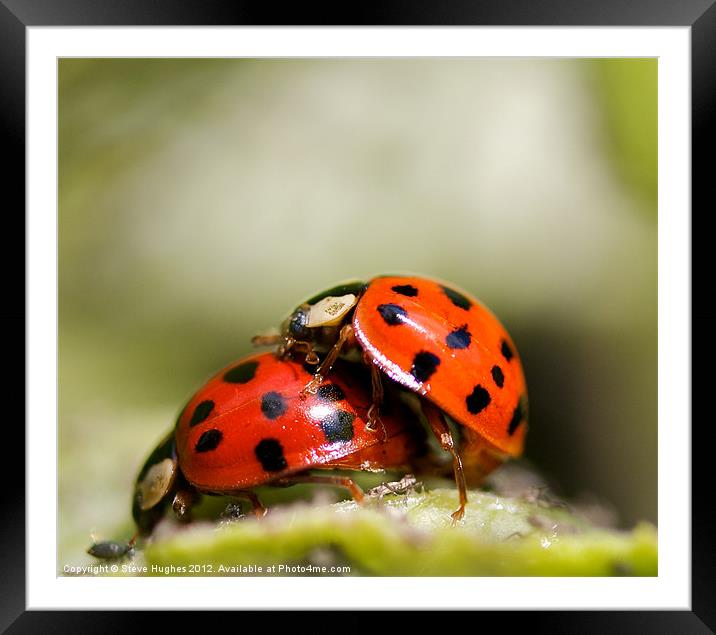 Ladybird Love Bugs Framed Mounted Print by Steve Hughes