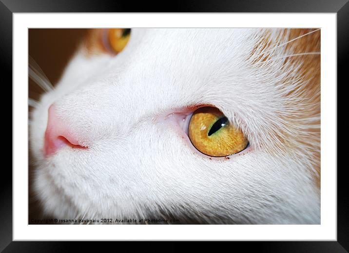 Its all in the eyes. Framed Mounted Print by Rosanna Zavanaiu