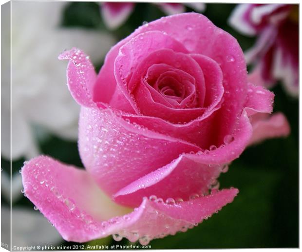 Pink Rose in The Rain Canvas Print by philip milner