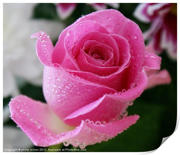 Pink Rose in The Rain Print by philip milner