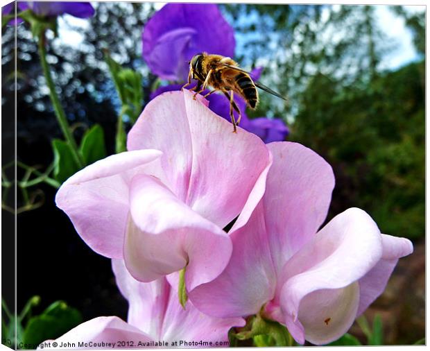 Hoverfly on Sweet Pea Canvas Print by John McCoubrey