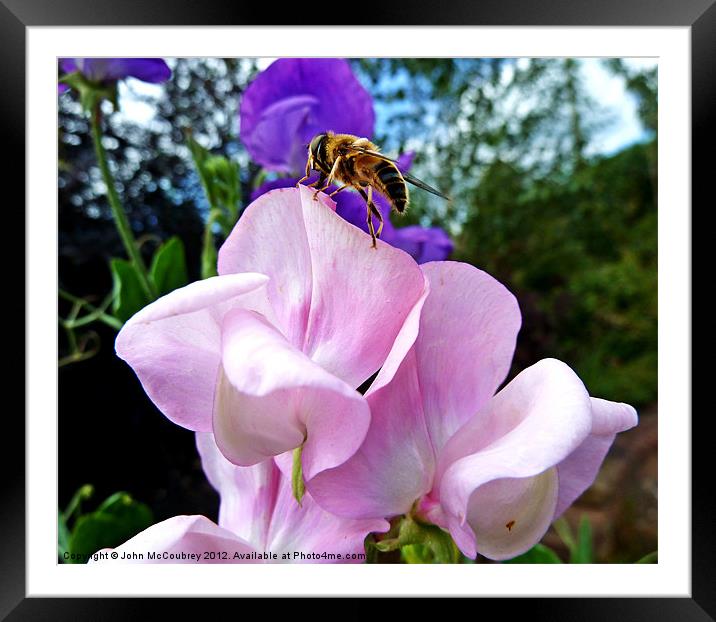 Hoverfly on Sweet Pea Framed Mounted Print by John McCoubrey