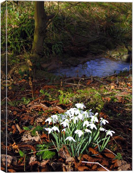 Snowdrops in woods Canvas Print by Linda More