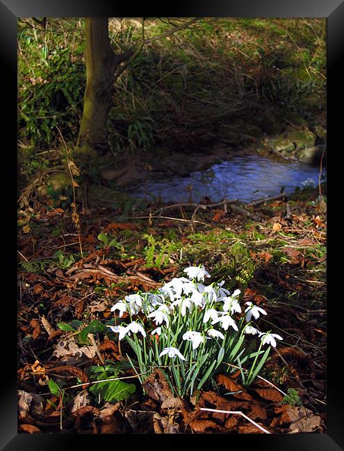 Snowdrops in woods Framed Print by Linda More