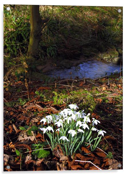 Snowdrops in woods Acrylic by Linda More