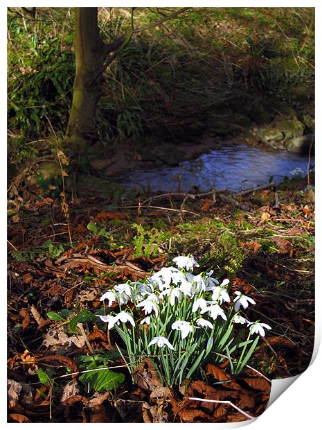 Snowdrops in woods Print by Linda More