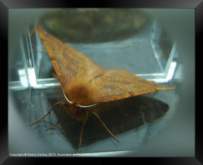 Feathered Thorn Moth Framed Print by Debra Kelday