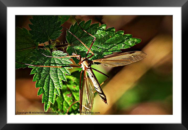Dragon fly Framed Mounted Print by michelle whitebrook