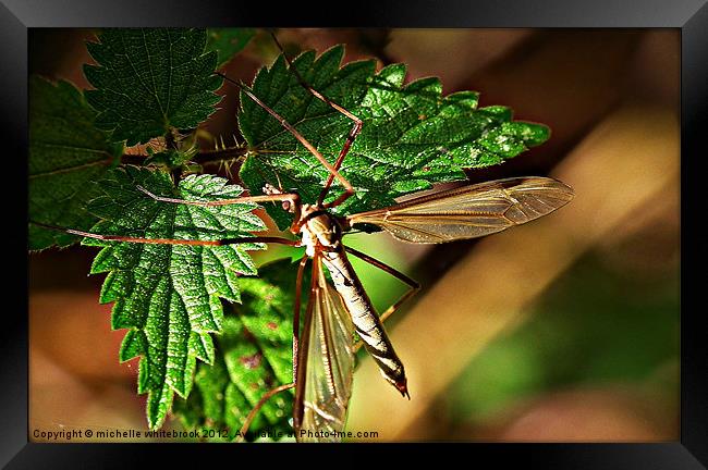 Dragon fly Framed Print by michelle whitebrook