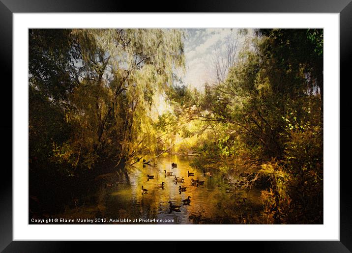Ducks Along the River Framed Mounted Print by Elaine Manley