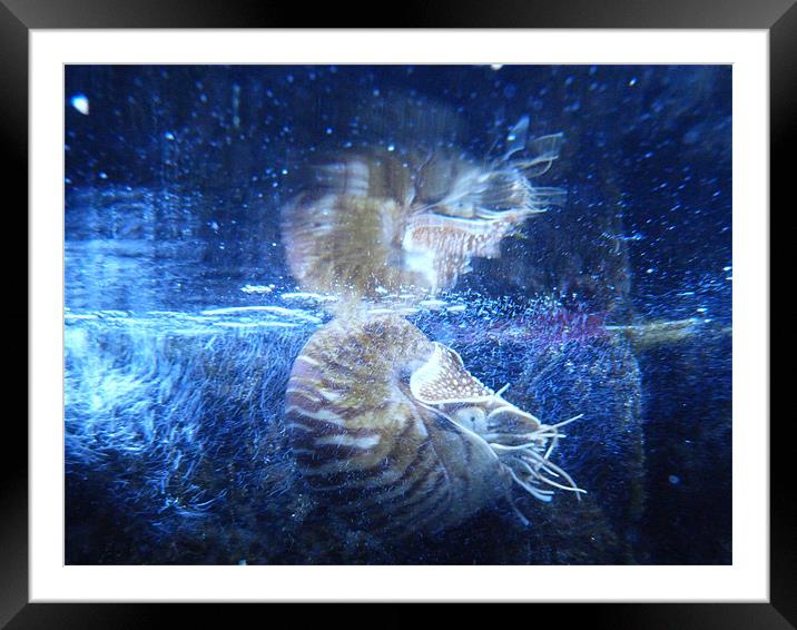 Nautilus Framed Mounted Print by simon brown