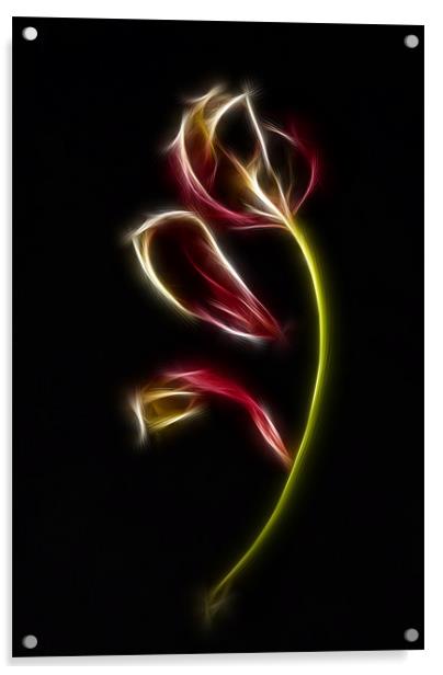 Tulip Acrylic by Sam Smith