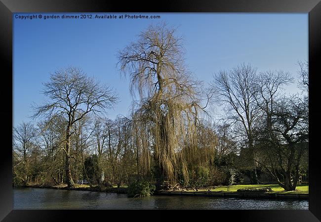 Weeping willow on the Thames Framed Print by Gordon Dimmer