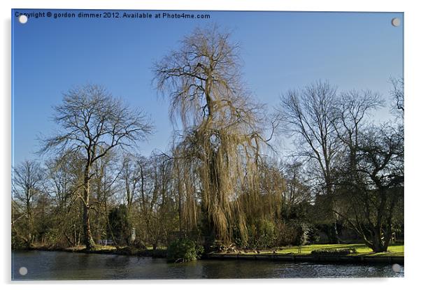 Weeping willow on the Thames Acrylic by Gordon Dimmer